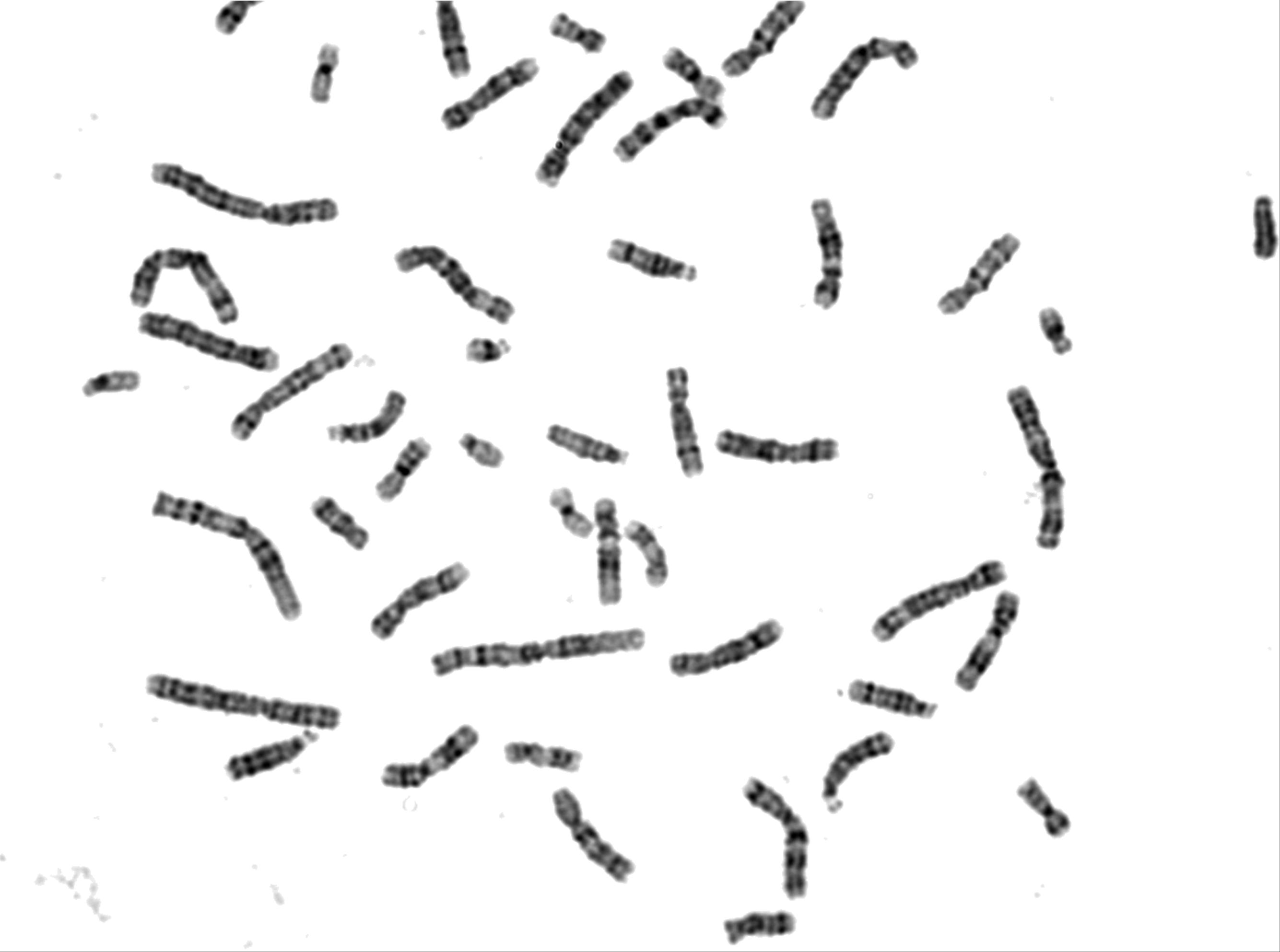 دوره های مرتبط با آنالیز کروموزومی